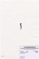 藏品(短尖假羽藻)的圖片